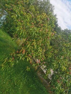 Foto - Grundstück zur Miete in Nordhausen