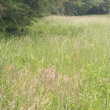 Foto - Grasaufwuchs zur Heu oder Silagegewinnung