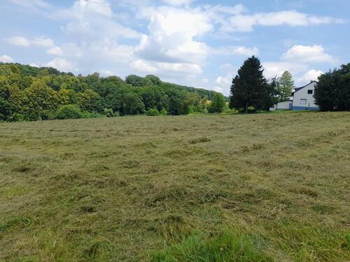 Foto - Feld, Wiese, Grünefleche, Ackerland zu Verpachte