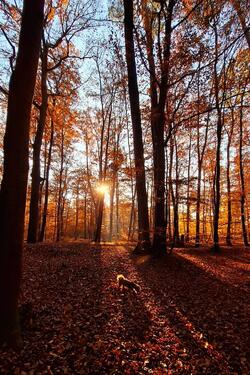 Foto - 3 Zi Wohnung GELBENSANDE ruhig Wald EBK IKEA OSTSEE Zweitwohnsitz