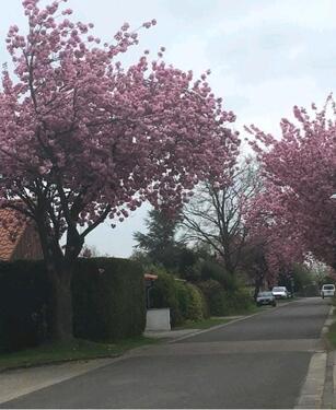 Foto - Doppelhaushälfte in Sottrum zum Kaufen