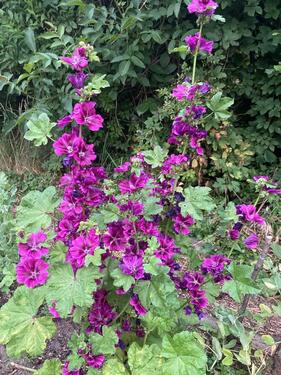 Foto - Grundst&uuml;ck zur Miete in Cottbus