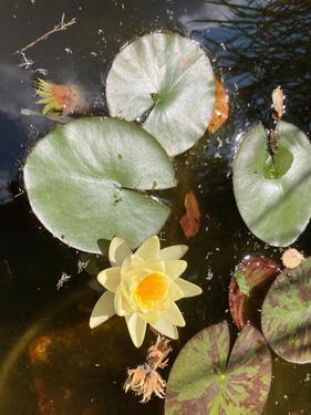 Foto - Grundst&uuml;ck in Cottbus
