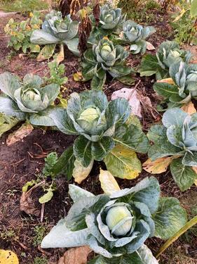 Foto - Grundst&uuml;ck in Cottbus zur Miete