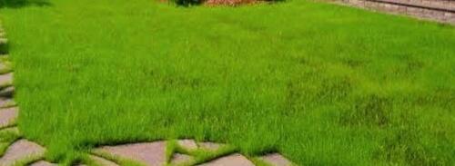 Foto - Garten zur pachten, Schweinfurt Oberndorf