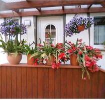 Ferienwohnung für 2 Personen zu vermieten - Heringsdorf