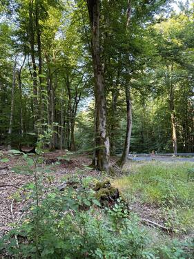 Foto - Grundstück zur Miete in Mespelbrunn