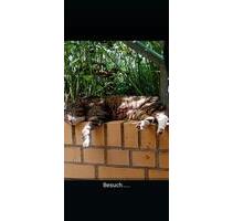 Sehr schöne Wohnung im Souterrain - Halle (Saale) Am Wasserturm/Thaerviertel