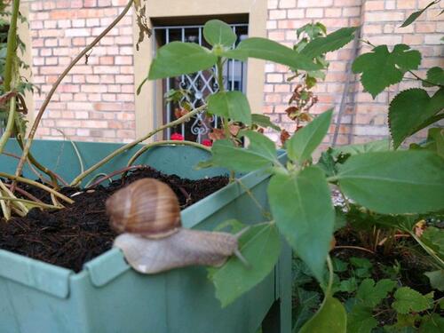 Foto - 2 Zimmer Etagenwohnung zur Miete in Halle (Saale)