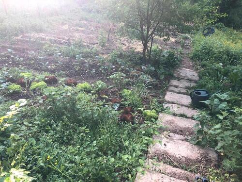 Foto - Grundst&uuml;ck in Eltville am Rhein zur Miete