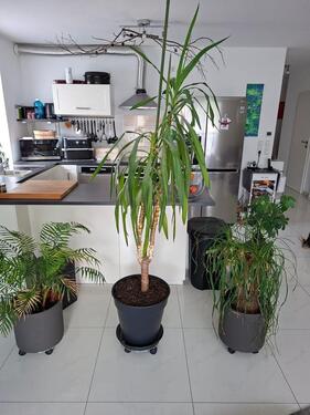 Foto - Etagenwohnung zur Miete in Oberderdingen