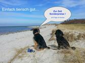 Foto - Last Minute Ferienwohnung Urlaub Hund Ostsee Wendtorf b. Laboe ab
