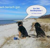 Last Minute Ferienwohnung Urlaub Hund Ostsee Wendtorf b. Laboe ab