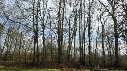 Foto - Grundstück zur Miete in Mötzing