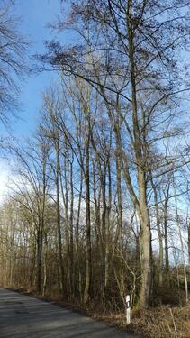 Foto - Grundstück in Mötzing zur Miete