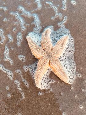 Foto - Ferienimmobilue auf Juist - 689.000,00&nbsp;EUR Kaufpreis, ca.&nbsp; 46,50&nbsp;m&sup2;