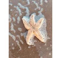 Ferienimmobilue auf Juist - 689.000,00&nbsp;EUR Kaufpreis, ca.&nbsp; 46,50&nbsp;m&sup2; in Lippstadt (PLZ: 59555)