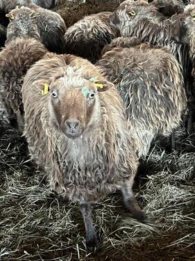 Foto - Grünland Weideland zum pachten - 120,00&nbsp;EUR Kaltmiete, ca.&nbsp; 0,00&nbsp;m&sup2;