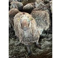 Grünland Weideland zum pachten - 120,00&nbsp;EUR Kaltmiete, ca.&nbsp; 0,00&nbsp;m&sup2; in Herbstein (PLZ: 36358)