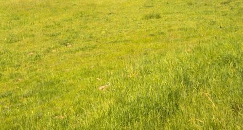 Foto - Grundstück- Stellplatz Tiny House Modulhaus in Birkenwerder