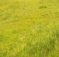 Grundstück- Stellplatz Tiny House Modulhaus in Birkenwerder