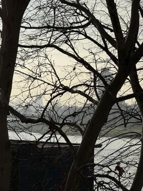 Foto - 3 Zimmer Etagenwohnung zur Miete in Köln