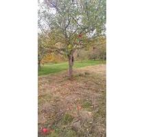 kleine Streuobstwiese mit tollen Äpfeln in Owen