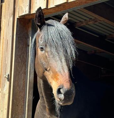 Foto - Perfekt für Mensch und Tier – Hochwertig modernisierter Hof
