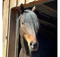 Perfekt für Mensch und Tier – Hochwertig modernisierter Hof - Högel