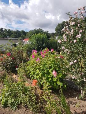 Foto - Grundstück zur Miete in Eisenhüttenstadt