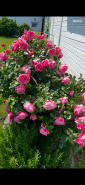 Foto - Einfamilienhaus zu vermieten - 2.400,00&nbsp;EUR Kaltmiete, ca.&nbsp; 112,00&nbsp;m&sup2;