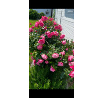 Einfamilienhaus zu vermieten - 2.400,00&nbsp;EUR Kaltmiete, ca.&nbsp; 112,00&nbsp;m&sup2; in Wedel (PLZ: 22880)