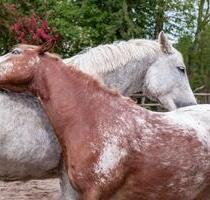 Urlaub auf dem Bauernhof (Ostseeinsel Fehmarn)