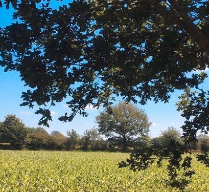 Foto - Einfamilienhaus in Großenwiehe zum Kaufen