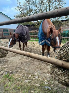 Foto - Wohnen mit eigenen Pferden - Wohnung mit Stall, Weide & Paddock