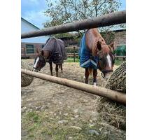 Wohnen mit eigenen Pferden - Wohnung mit Stall, Weide & Paddock - Jork