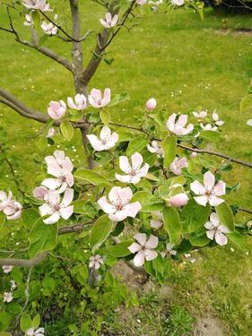 Foto - Grunstuk, Garten zu verkaufen - 12.500,00&nbsp;EUR Kaufpreis, ca.&nbsp; 1,20&nbsp;m&sup2;