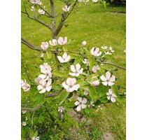 Grunstuk, Garten zu verkaufen - 12.500,00&nbsp;EUR Kaufpreis, ca.&nbsp; 1,20&nbsp;m&sup2; in Bad Sooden-Allendorf (PLZ: 37242)