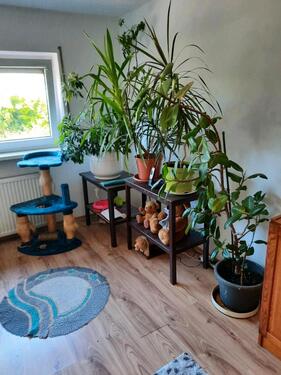 Foto - 1.5 Zimmer Etagenwohnung in Trier