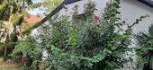 Foto - Einfamilienhaus zur Miete in Frankfurt am Main