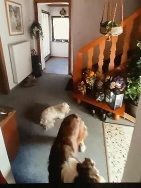 Foto - 6 Zimmer Einfamilienhaus in Hundsangen