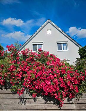 Foto - Modernisiertes Einfamilienhaus in traumhafter Waldlage