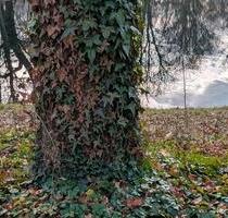 FreizeitgrundstückWaldGartenfläche 97993 Creglingen