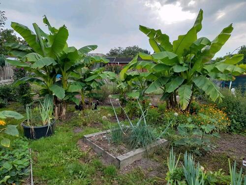 Foto - Grundst&uuml;ck zur Miete in Dessau-Roßlau