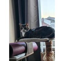 Free Room in Prenzlauer Berg - 900,00&nbsp;EUR Kaltmiete, ca.&nbsp; 80,00&nbsp;m&sup2; in Berlin (PLZ: 10405) Pankow