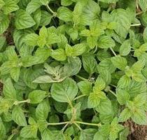Garten fläche frei für Imker Bienen - Eitorf