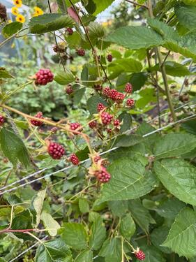 Foto - Grundst&uuml;ck in Chemnitz