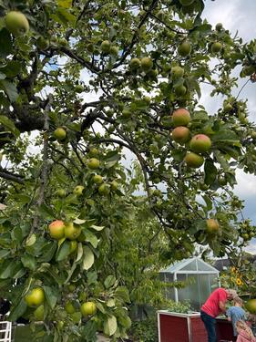Foto - Grundst&uuml;ck in Chemnitz zur Miete