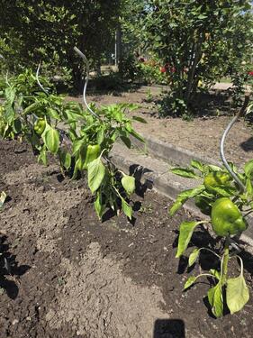 Foto - Zwei freie Gärten in unserem Kleingärtenverein Tannenwald e.V.