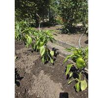 Zwei freie Gärten in unserem Kleingärtenverein Tannenwald e.V. - Frankfurt am Main West